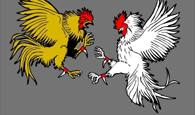 U888 đã khẳng định vị thế là nhà cái đá gà trực tuyến uy tín hàng đầu.